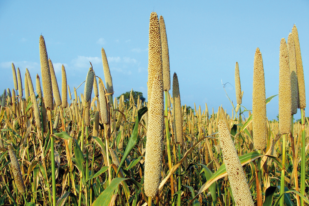 Mission Millet
